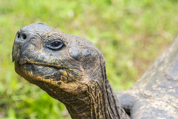 Detail of a Giant tortoise in El Chato Tortoise Reserve, Galapagos islands (Ecuador)