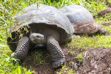 Giant tortoises in El Chato Tortoise Reserve, Galapagos islands (Ecuador)