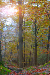Autumn forest in the mountains