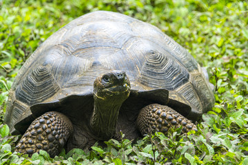 Fototapeta premium Giant tortoise in El Chato Tortoise Reserve, Galapagos islands (Ecuador)