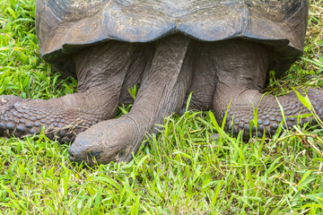 Fototapeta premium Giant tortoise resting in El Chato Tortoise Reserve, Galapagos islands (Ecuador)