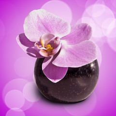 Pink orchid phalaenopsis flower in a vase, pink background