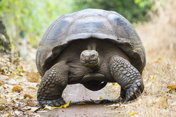 Naklejka premium Giant tortoise in El Chato Tortoise Reserve, Galapagos islands (Ecuador)