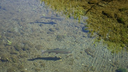 きれいな水の中を泳ぐ二匹のニジマス