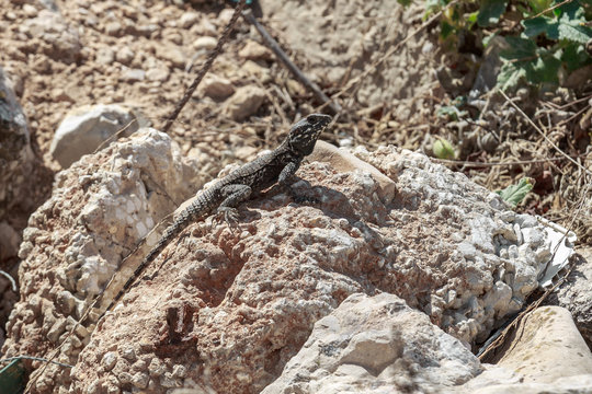Black stellio lizard on stone