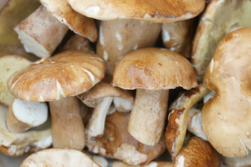 Белые грибы