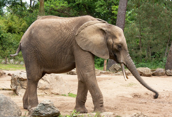 Naklejka premium Eléphant d'Afrique - Loxodonta africana