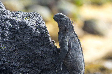 Galapagos marine iguana, Isabela island (Spain)