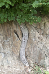 Eiche am Felsen