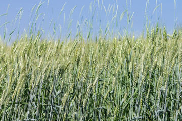 Field of wheat with blue sky over