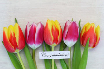 Congratulations card with colorful tulips
