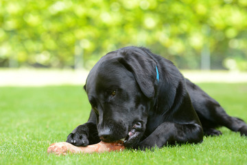 dog eat dog bone