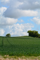 Wheat crop growing in field sloping up hillside