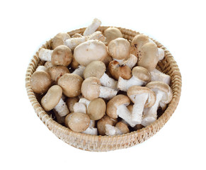 shiitake in the Basket