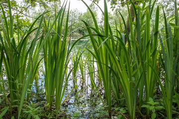 große Wasserlilien an einem Seeufer © natros
