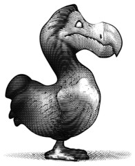 Dodo © Julien Tromeur