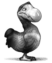 Dodo © Julien Tromeur