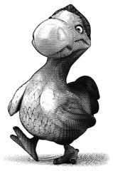 Dodo © Julien Tromeur
