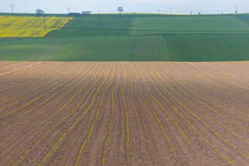 Broad bean field large view
