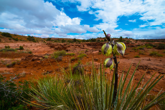 Yucca Plant Blossom Escalante National Park Utah Landscape