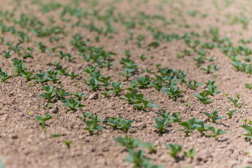 Broad bean field close view