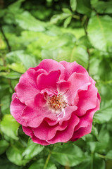 Pink rose on green foliage , outdoor, close up