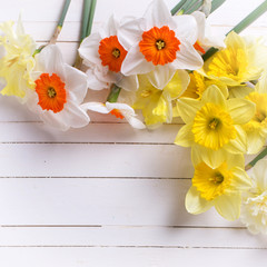 Fresh  spring  colorful daffodils flowers