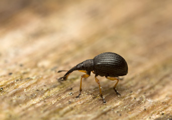 Weevil on wood