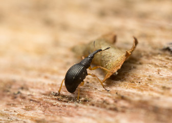 Weevil on wood