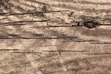 Old Pine Wood Knotted Cracked Plank Grunge Texture.