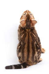Bengal kitten sitting back (isolated on white)