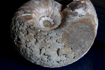 Ammonite  - suture line -