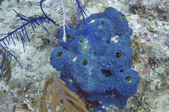 Blue sponge