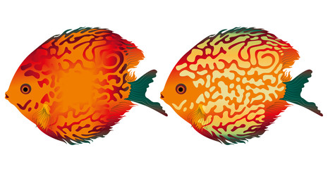 vector aquarium fish discus