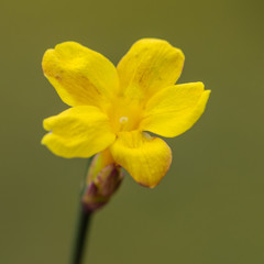 Winter Jasmine On Green