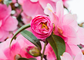 Camellias Everywhere