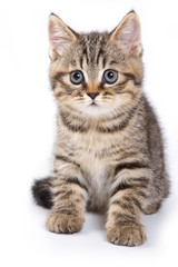 Britan kitten sitting and looking at the camera (isolated on white)