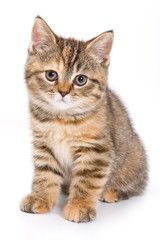 Britan kitten sitting and looking at the camera (isolated on white)