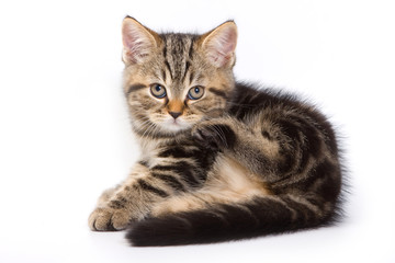 Striped kitten lying on its side (isolated on white)