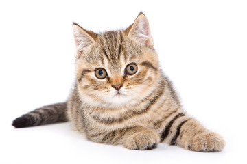 Striped kitten lying down and looking at the camera (isolated on white)