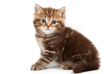 Britan kitten sitting and looking at the camera (isolated on whi