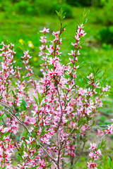 Bright pink flowers on almond tree branches