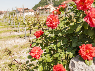 Naklejka premium Yvorne, Dorf, Weindorf, Weinregion, Kanton Wallis, Frühling, Schweiz