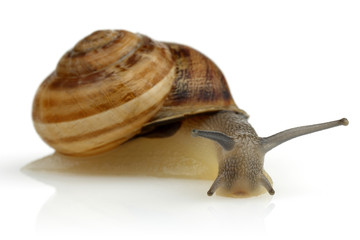 Snail
