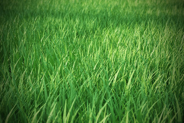 Fresh green grass with a focal blur in the distance.