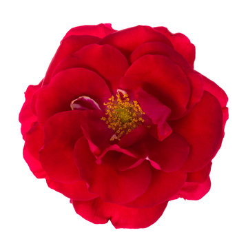 Floribunda red rose