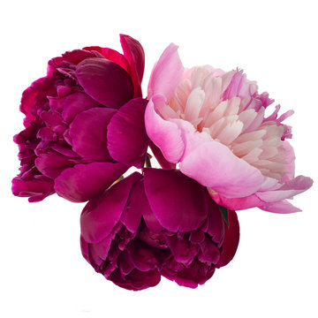 Fototapeta Three peonies isolated