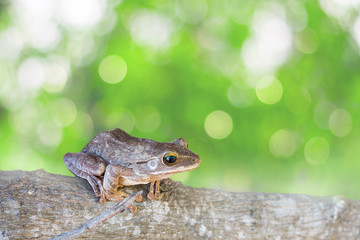 Frog, Shrub frog, Moss frog, Polypedates leucomystax on timber.