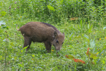 Wildschwein