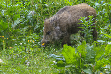 Wildschwein